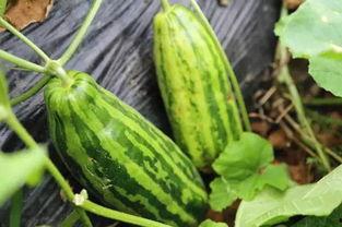 北体吃瓜网啥意思