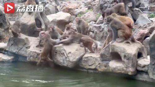 石狮网红吃瓜事件真相