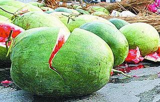 石狮网红吃瓜事件真相