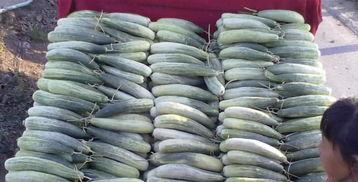 农村女网红吃瓜图片高清,农村女网红的吃瓜日常