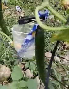 合肥吃瓜网红事件视频,揭秘网络舆论的风暴与真相