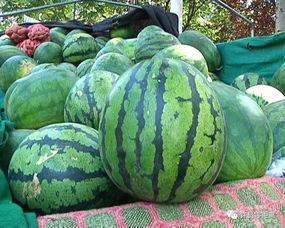 中卫网红如何吃瓜,揭秘网络热点背后的故事