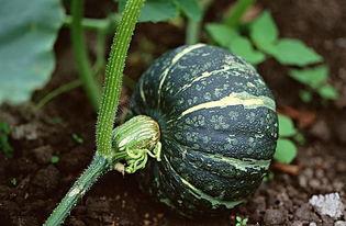 晨曦网红吃瓜链接下载,幕后真相大曝光