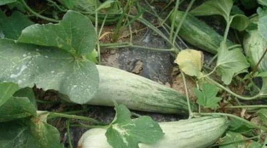 徐州网红吃瓜,揭秘网络热点的背后真相