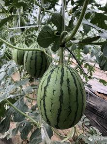 临沂吃瓜网红是谁,网络红人背后的故事