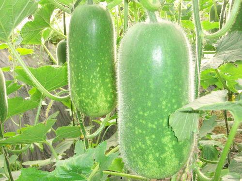 718吃瓜网张瑾瑜,揭秘718吃瓜网背后的故事