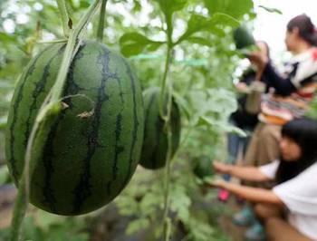 吃瓜网30块钱,吃瓜网带你开启省钱美食之旅