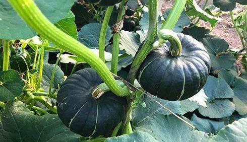 网红吃的生瓜叫什么来着