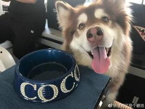 网红狗吃瓜,揭秘娱乐圈背后的秘密