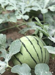 博雅吃瓜网红叫什么,揭秘网络红人的幕后故事