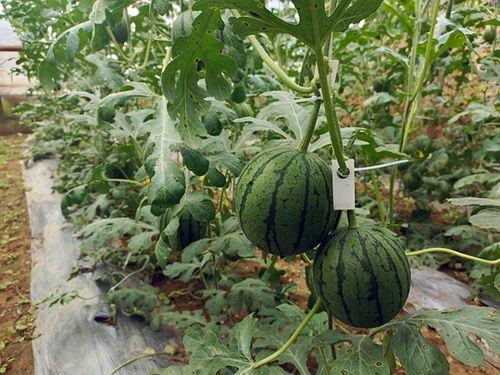 五一吃瓜网吃瓜网,揭秘五一假期热门吃瓜事件大盘点