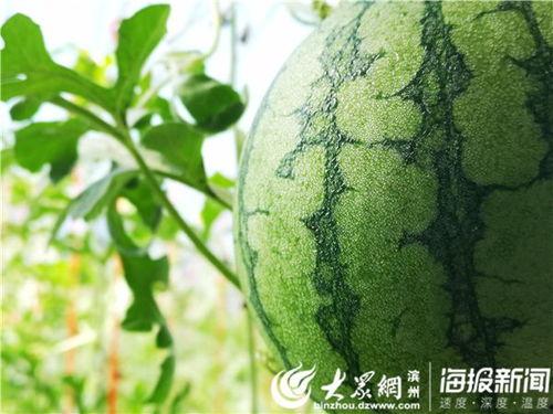 五一吃瓜网吃瓜网,揭秘五一假期热门吃瓜事件大盘点