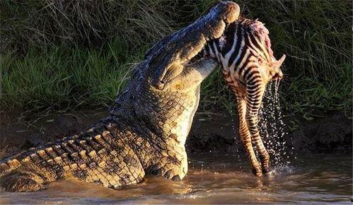 网红吃瓜鳄鱼视频下载