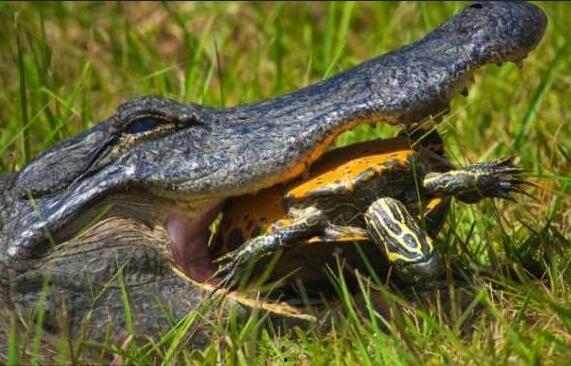 网红吃瓜鳄鱼视频下载