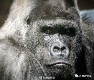 网红吃瓜大猩猩是谁,揭秘网络红人的神秘面纱