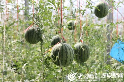 韩城网红吃瓜事件视频