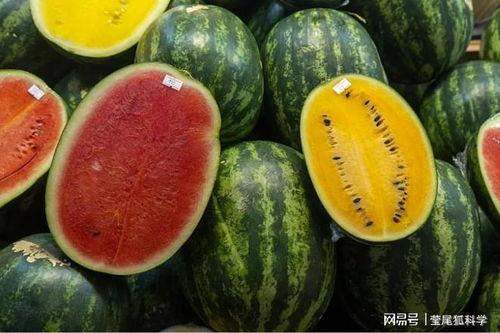 日照网红吃瓜真甜