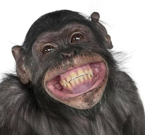 网红猩猩吃瓜事件,揭秘动物界的“网红”现象