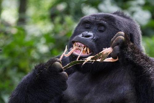 网红猩猩吃瓜事件,揭秘动物界的“网红”现象