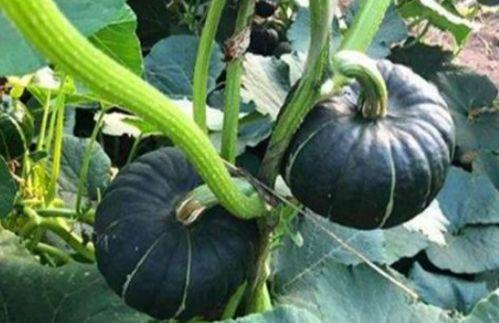 吃瓜事件小网红是谁,小网红的崛起与争议