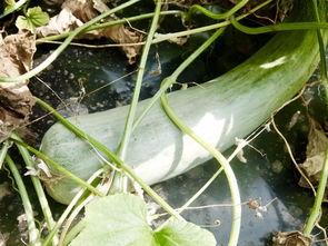 吃瓜群众免费网红瓜,吃瓜群众狂欢盛宴