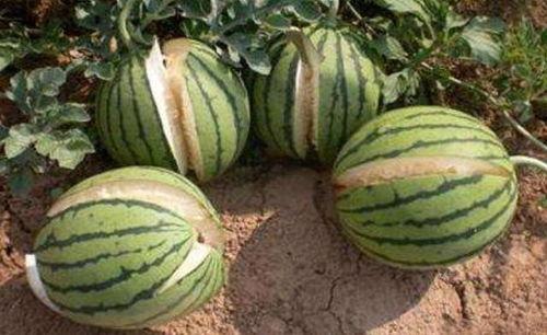 三水区网红吃瓜事件真相,真相大白，网络舆论的反思