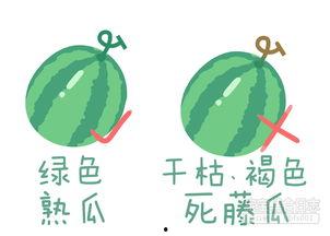 当当网的瓜怎么吃,教你轻松解锁美味吃法