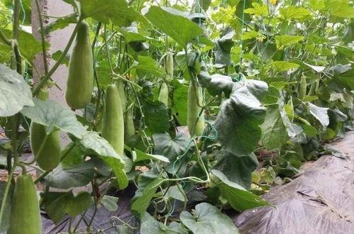 吃瓜骂农村人的网红叫什么,揭秘其背后真相  第3张