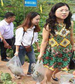 大理网红母女吃瓜事件,一场网络舆论的发酵与反思