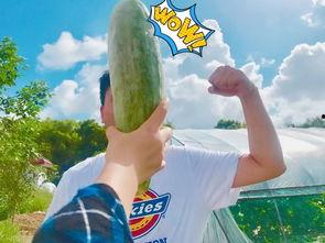 英语老师网红吃瓜,English Teacher's Viral Gossips: A Taste of the Internet's Latest Buzz 第2张 英语老师网红吃瓜,English Teacher's Viral Gossips: A Taste of the Internet's Latest Buzz 第2张