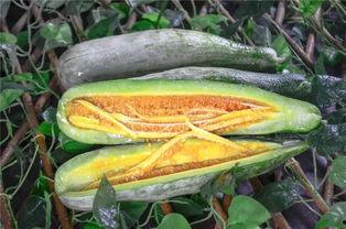 山西太原网红吃瓜,揭秘山西美食圈的热辣故事  第2张