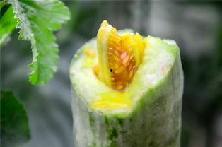 山西太原网红吃瓜,揭秘山西美食圈的热辣故事  第3张