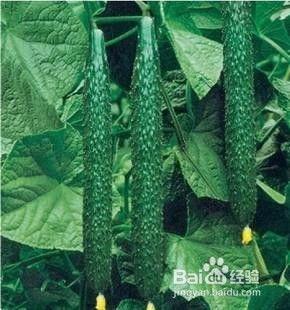 吃瓜货源网  第3张