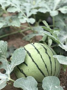 谁吃康县网红的瓜了,网红瓜引发的网络热议，谁成了这场盛宴的“瓜农”？  第3张