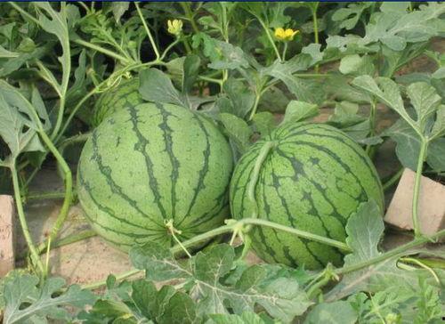 南充网红杜萧吃瓜事件,网络舆论的风暴与反思  第1张