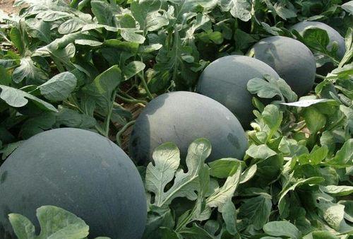 成都网红黑爆料吃瓜,揭秘网红圈层背后的真实吃瓜故事  第3张