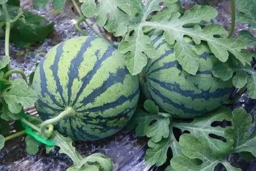 吃瓜西瓜网  第3张