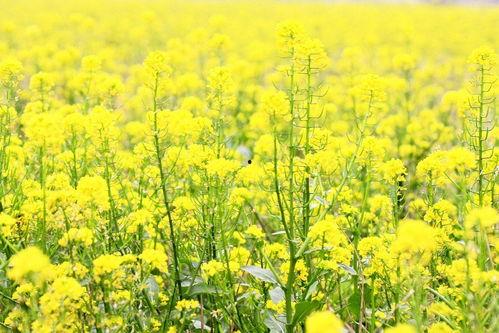 保定网红和她老公吃瓜,保定网红夫妇的甜蜜瓜田生活揭秘  第3张