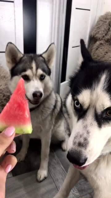 二狗网红吃瓜图片,趣味横生瞬间引爆网络  第2张