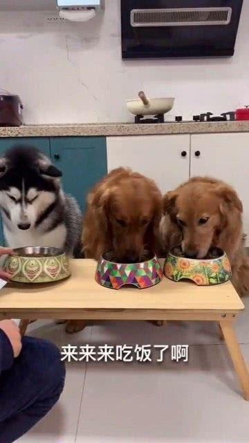 二狗网红吃瓜图片,趣味横生瞬间引爆网络  第3张